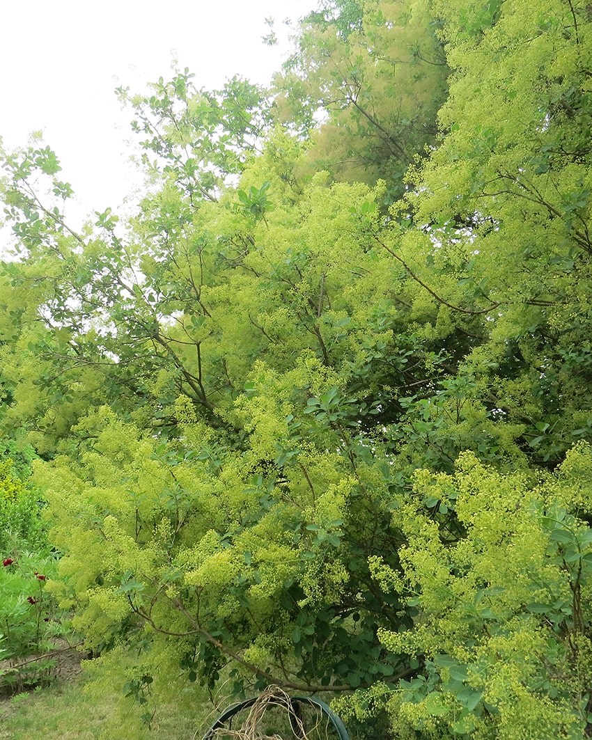 Image of Cotinus coggygria specimen.