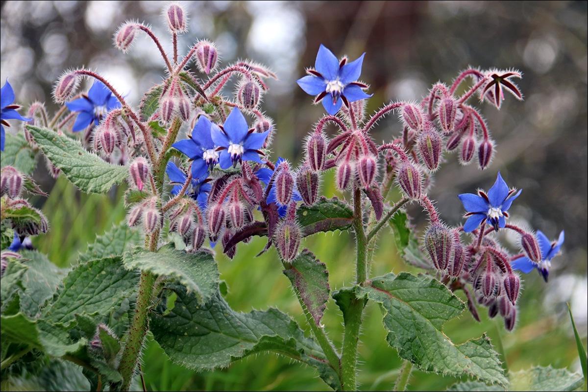 Image of Borago officinalis specimen.