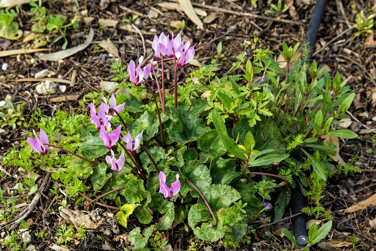 Image of Cyclamen persicum specimen.