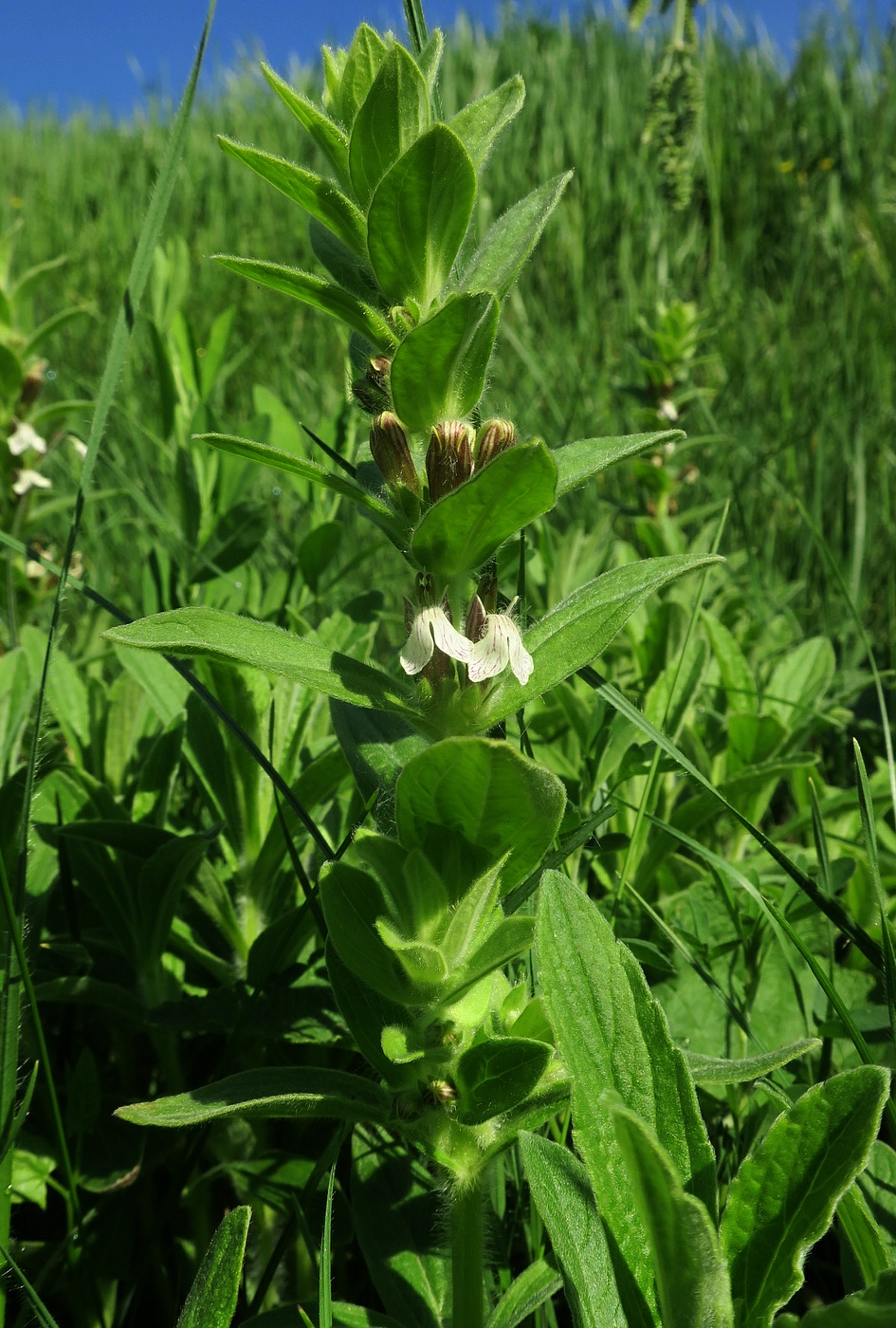 Image of Ajuga laxmannii specimen.