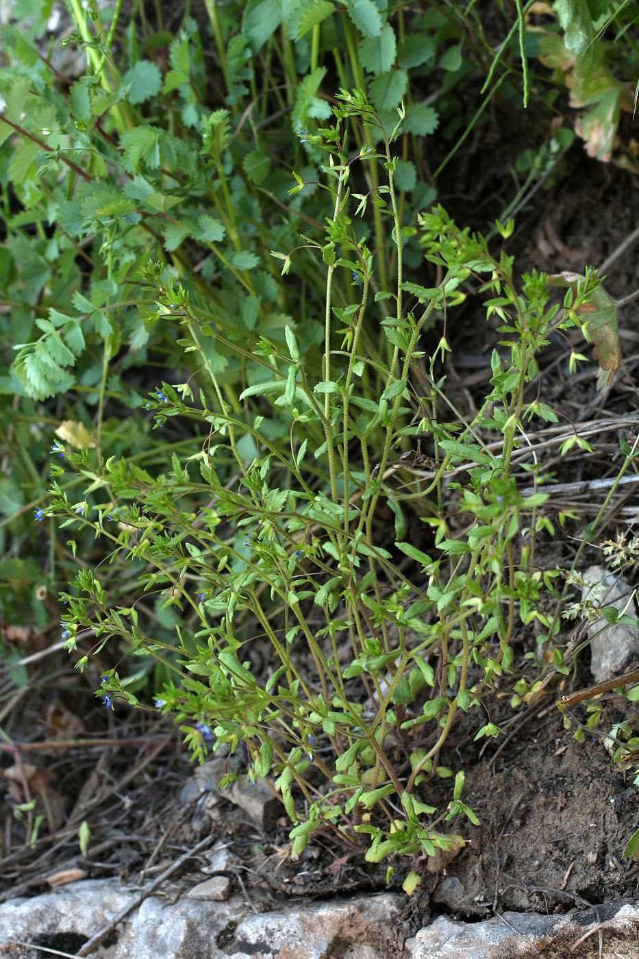 Image of Veronica capillipes specimen.