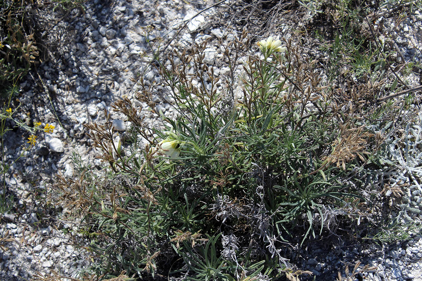 Image of Onosma tanaitica specimen.