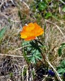 Trollius asiaticus