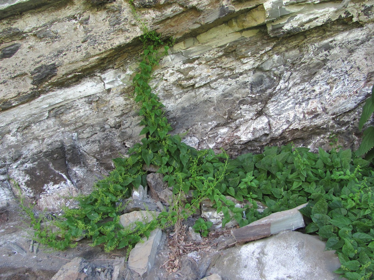 Image of Hablitzia tamnoides specimen.