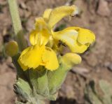 Phlomoides fulgens