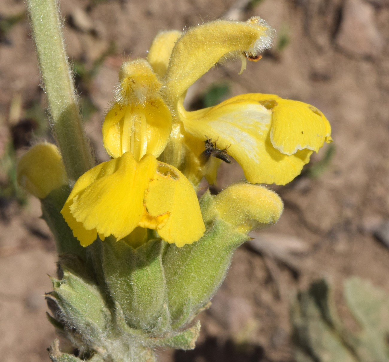 Image of Phlomoides fulgens specimen.