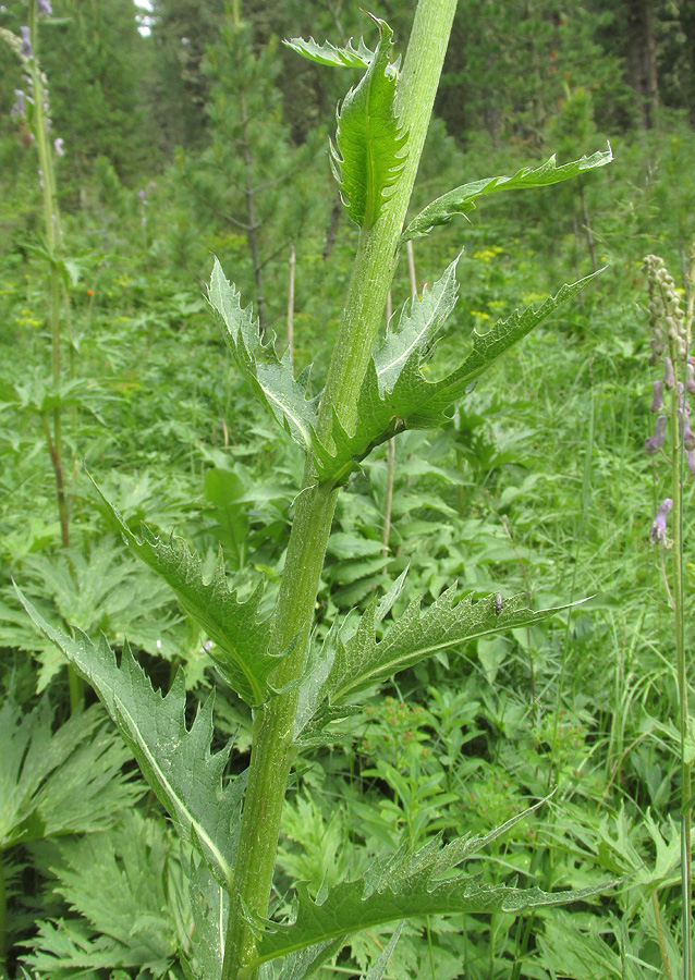 Изображение особи Stemmacantha carthamoides.