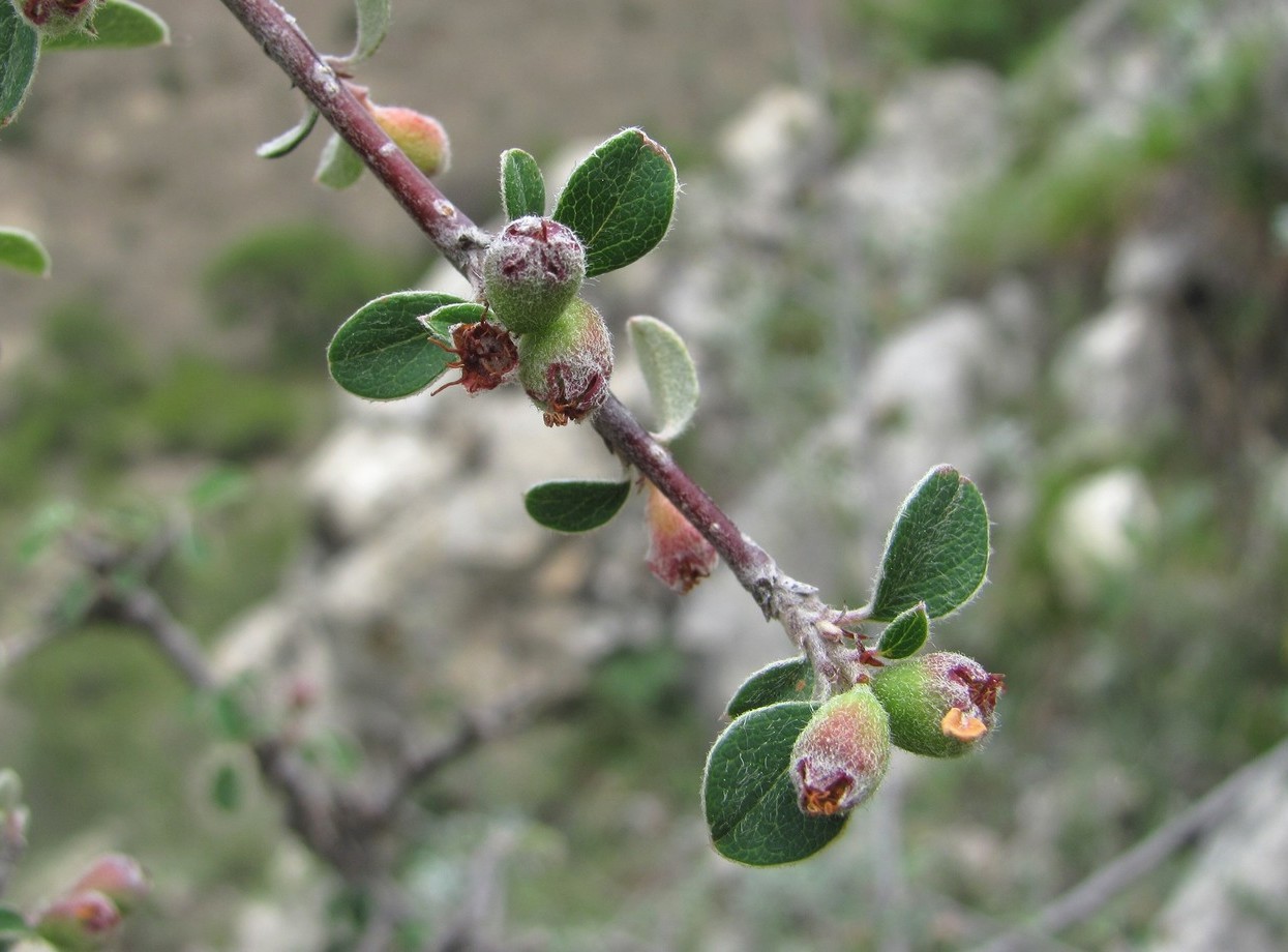 Image of Cotoneaster nummularius specimen.