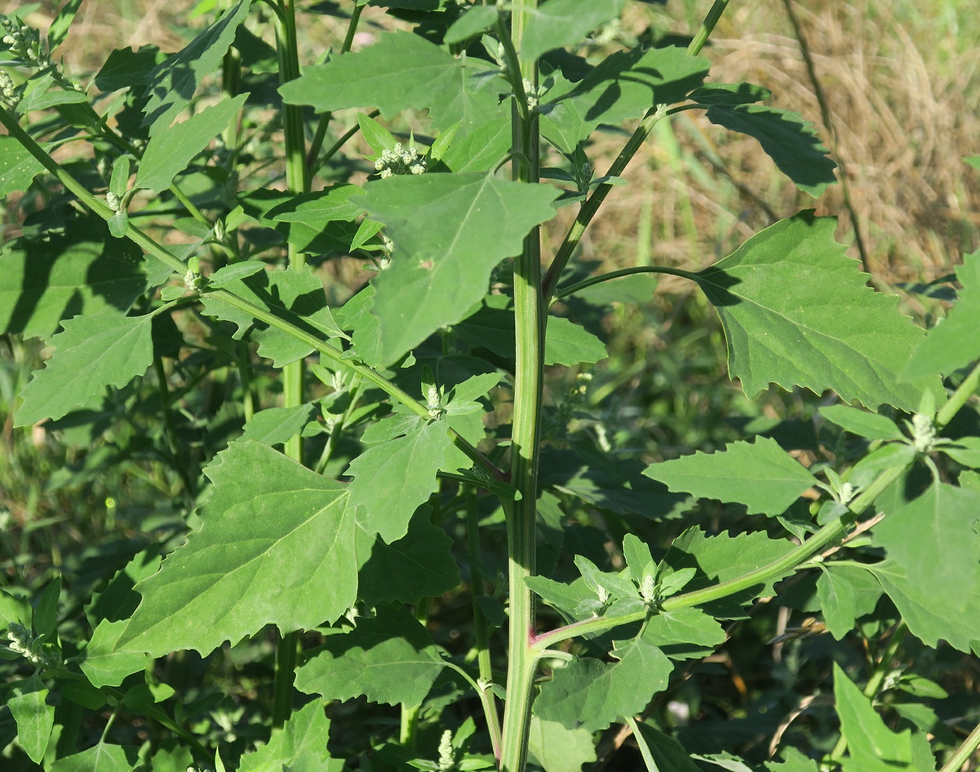 Изображение особи Chenopodium album.