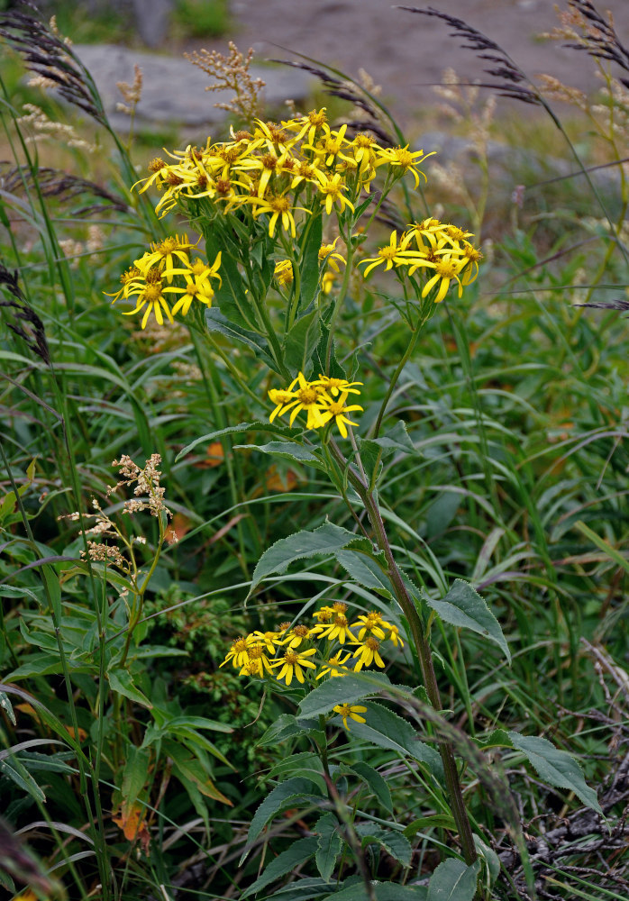 Image of Senecio nemorensis specimen.