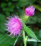 род Cirsium. Верхушка цветущего растения. Подмосковье, окр. г. Одинцово, опушка смешанного леса. Сентябрь 2019 г.