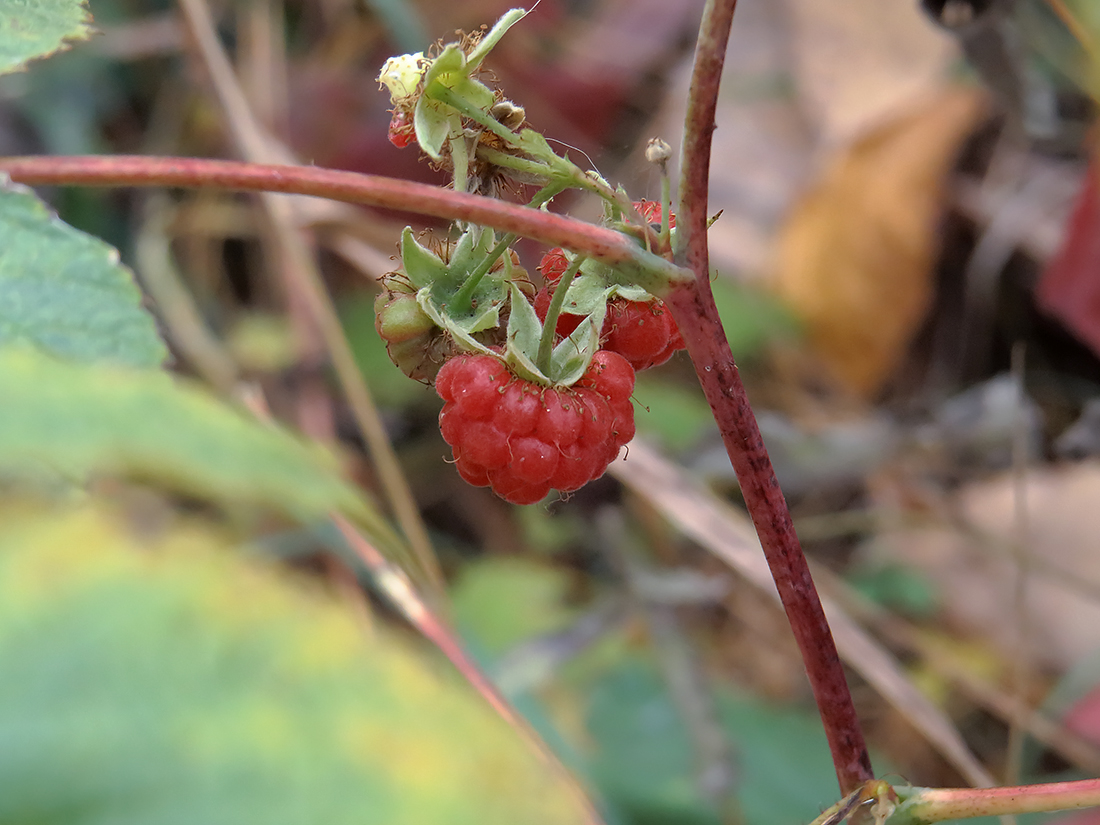 Изображение особи Rubus idaeus.