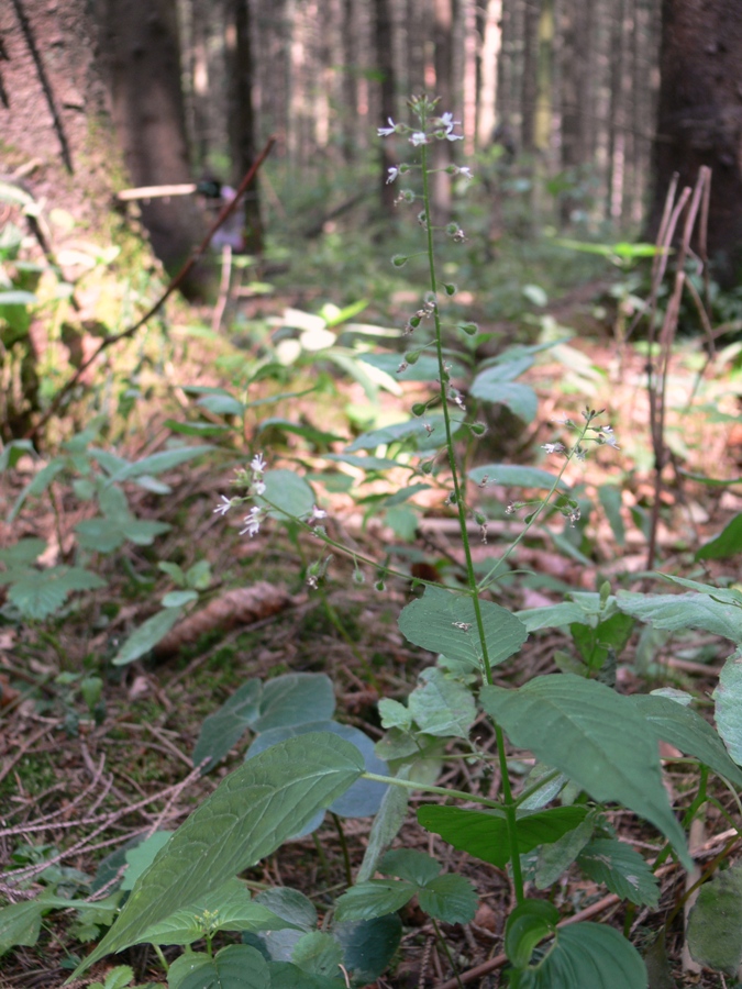 Изображение особи Circaea lutetiana ssp. quadrisulcata.