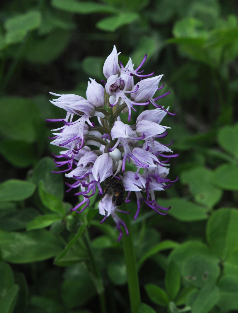 Image of Orchis simia specimen.