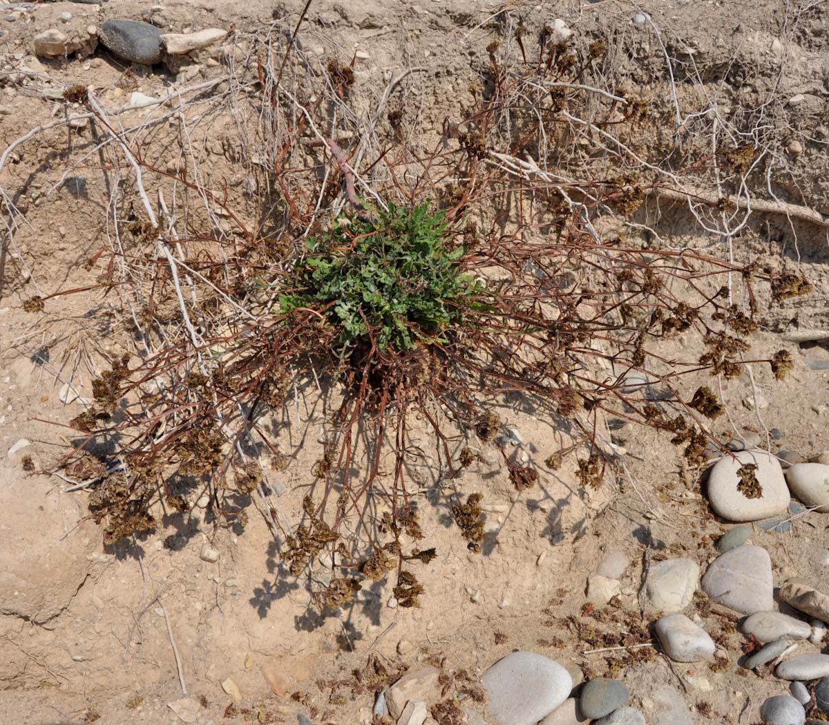 Image of Limonium sinuatum specimen.