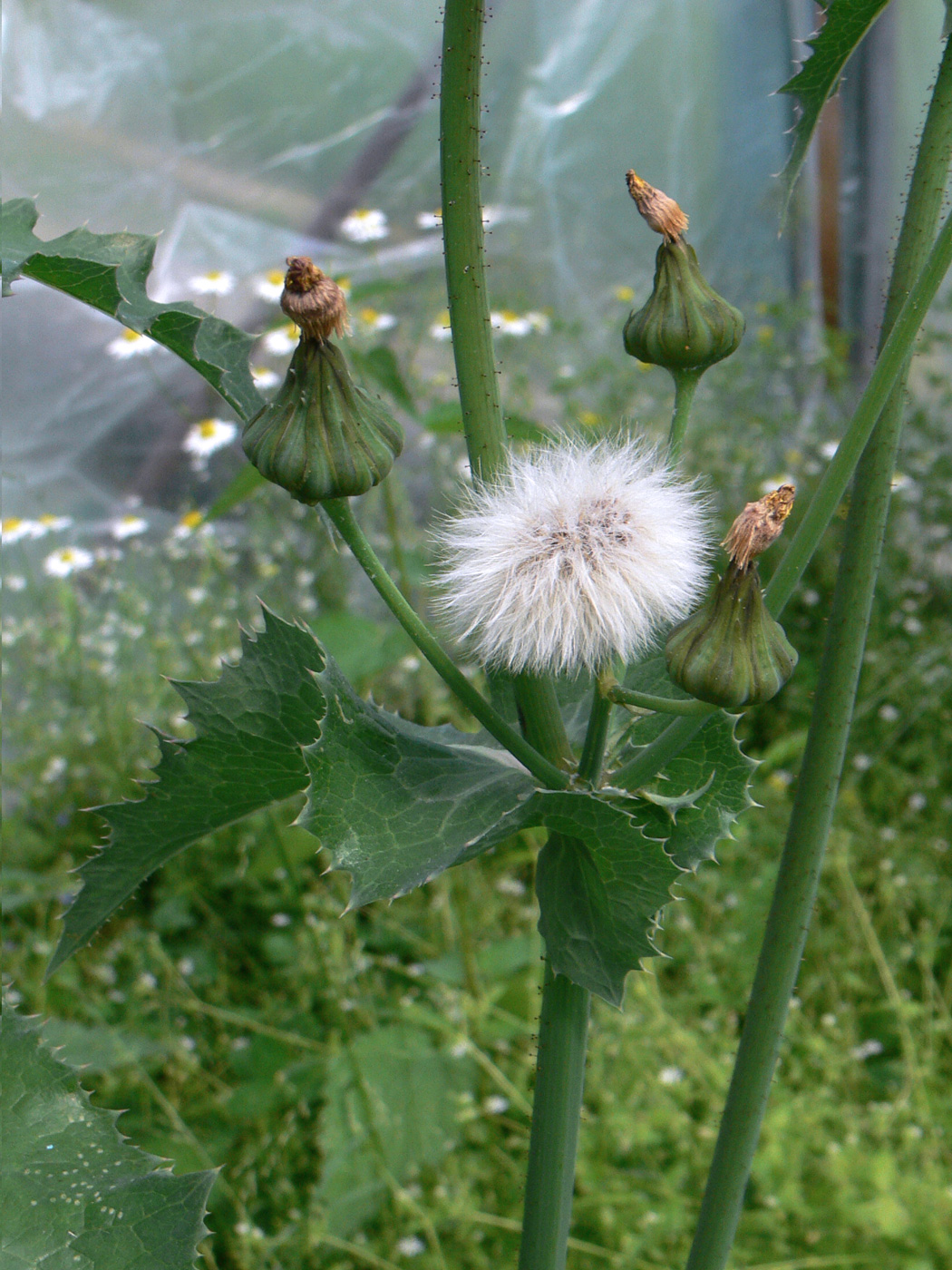 Image of Sonchus asper specimen.