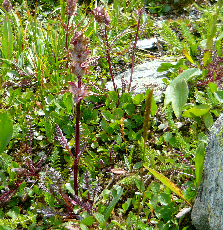 Изображение особи Pedicularis anthemifolia.