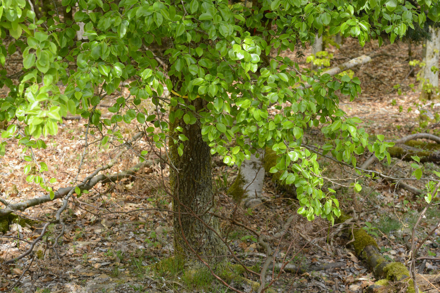 Image of genus Pyrus specimen.