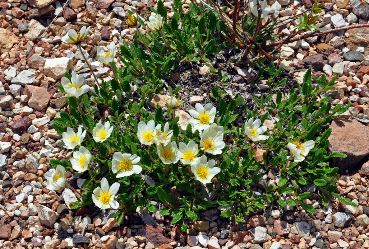 Изображение особи Dryas oxyodonta.