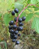 Actaea spicata