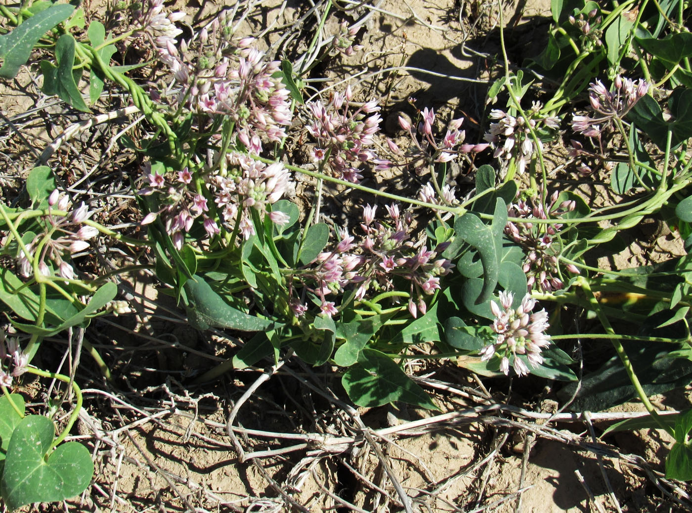 Image of Cynanchum sibiricum specimen.