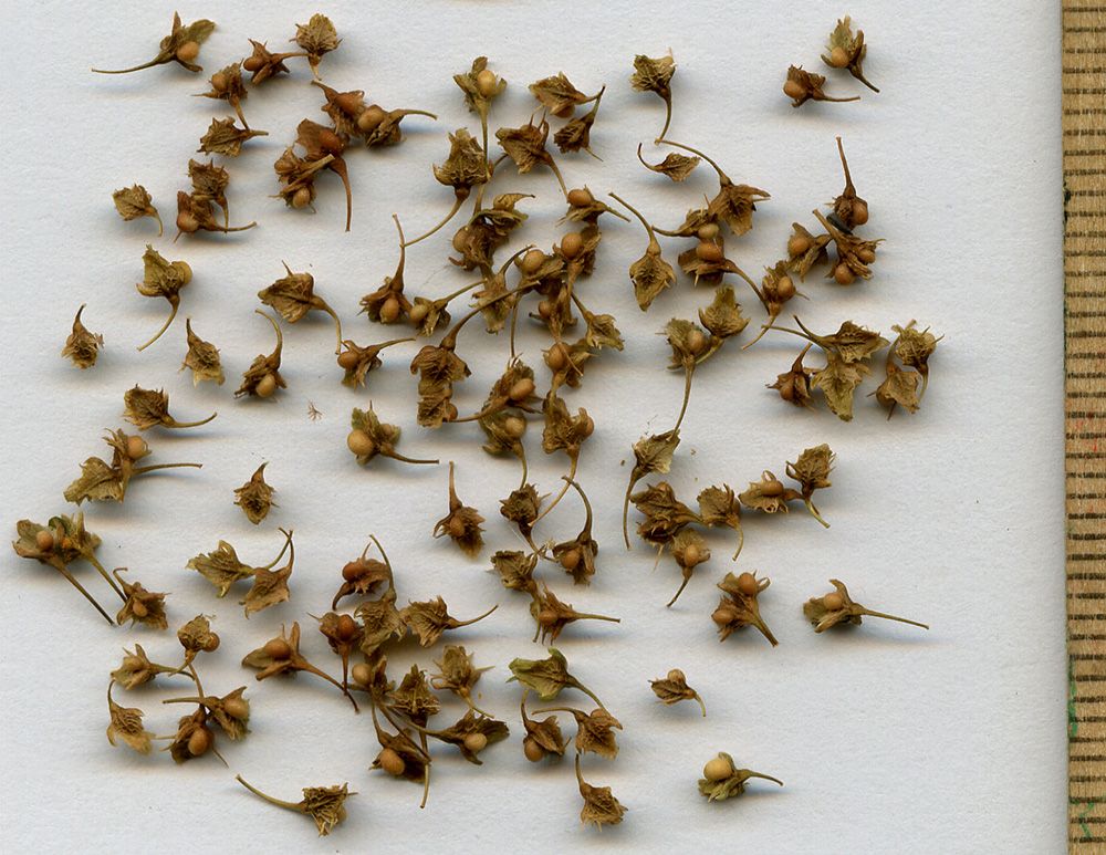 Image of Rumex obtusifolius specimen.