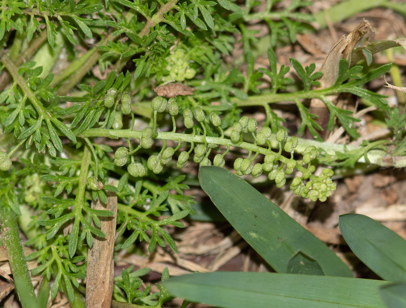 Изображение особи Coronopus didymus.