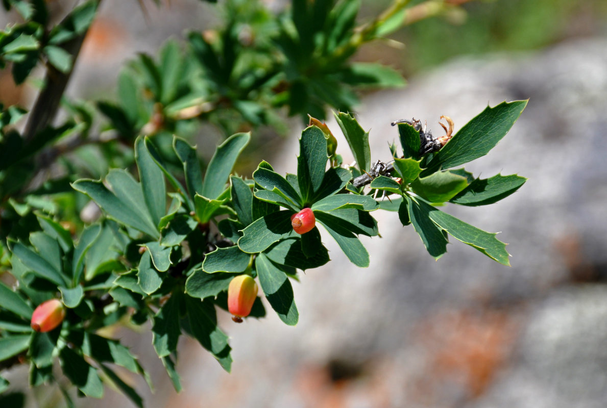 Image of Berberis sibirica specimen.