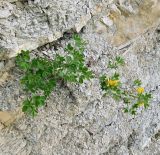 Chamaecytisus hirsutissimus