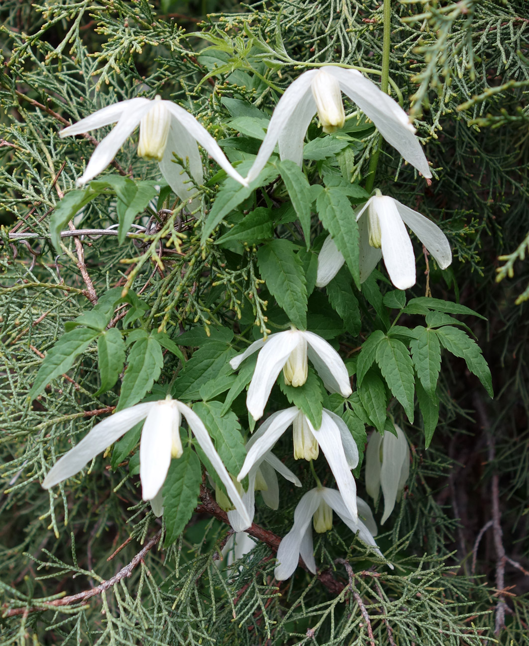 Image of Atragene sibirica specimen.