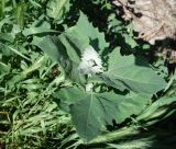 genus Atriplex
