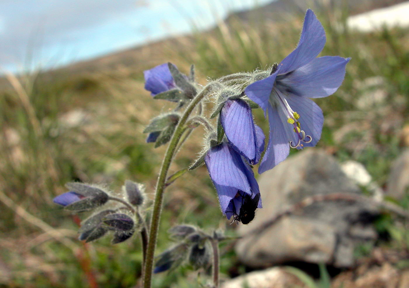 Image of Polemonium acutiflorum specimen.