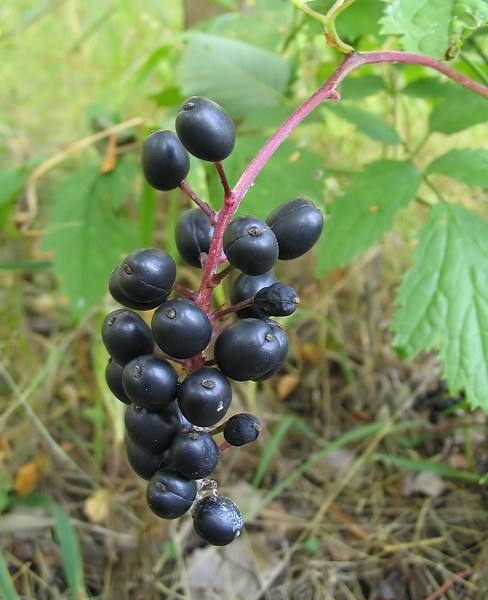 Image of Actaea spicata specimen.