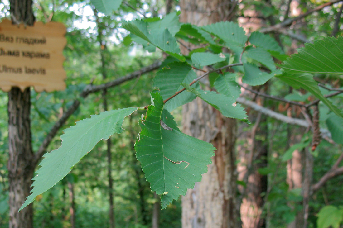 Image of Ulmus laevis specimen.