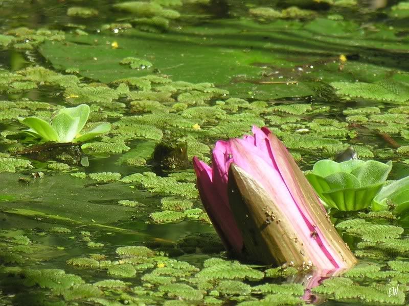 Image of genus Nymphaea specimen.