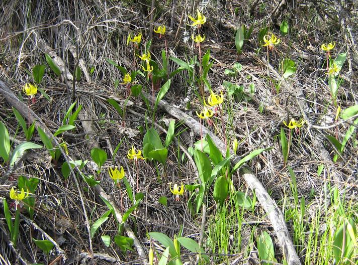 Image of Erythronium grandiflorum specimen.