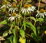 Echinacea purpurea