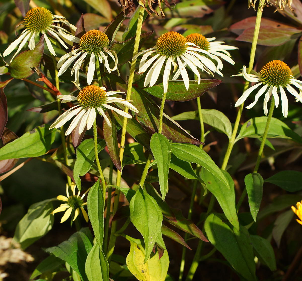 Изображение особи Echinacea purpurea.