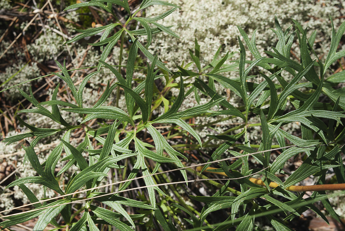 Image of Pulsatilla multifida specimen.