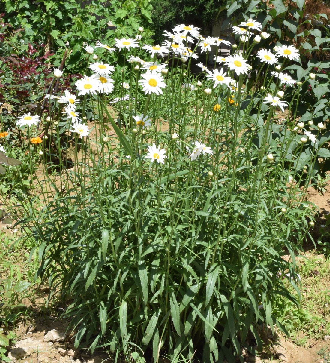 Image of Leucanthemum maximum specimen.