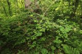 Lonicera praeflorens