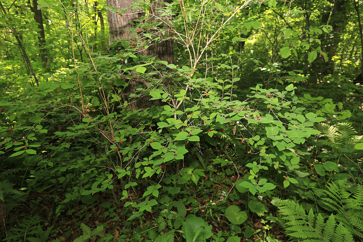 Image of Lonicera praeflorens specimen.