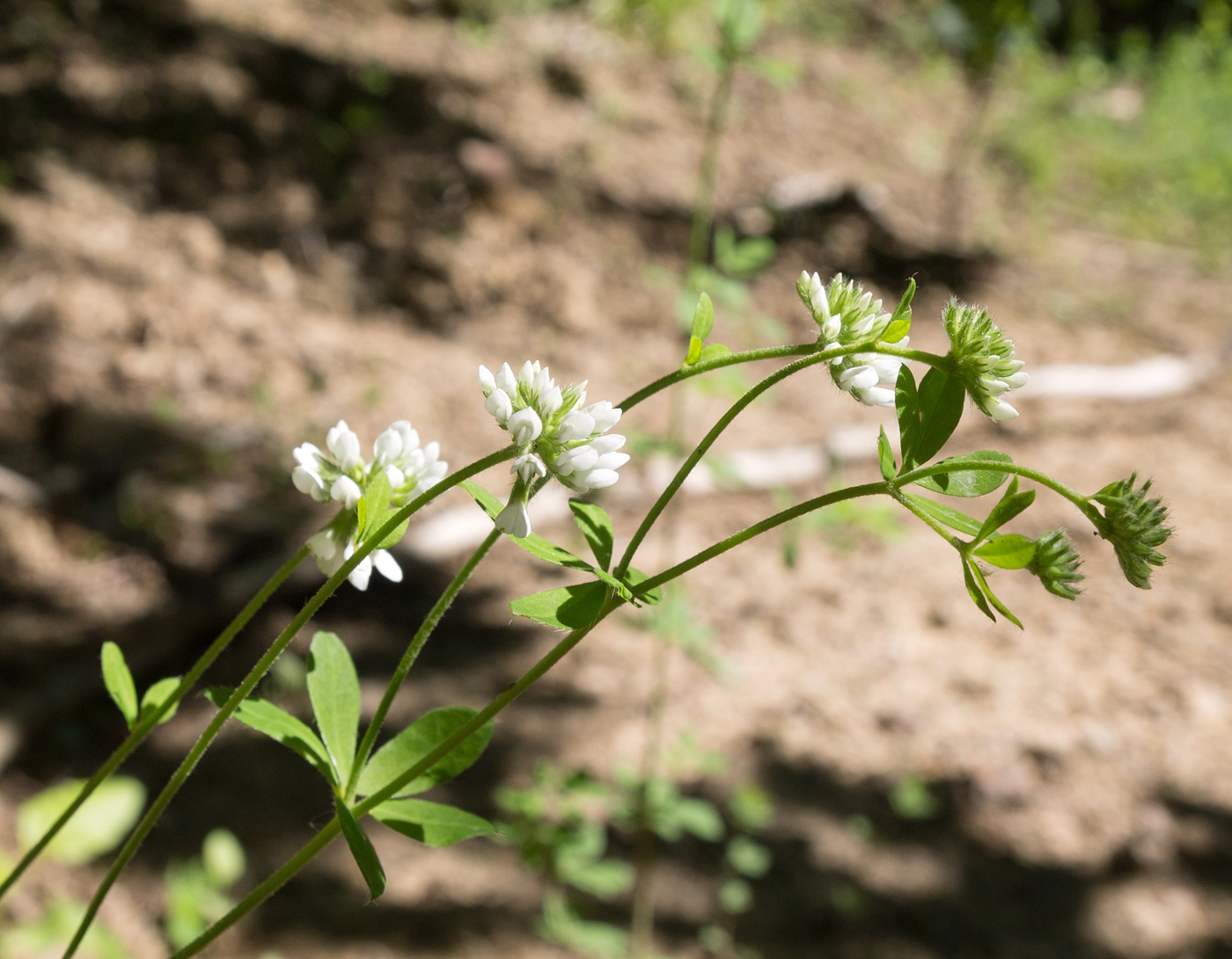 Image of Dorycnium graecum specimen.