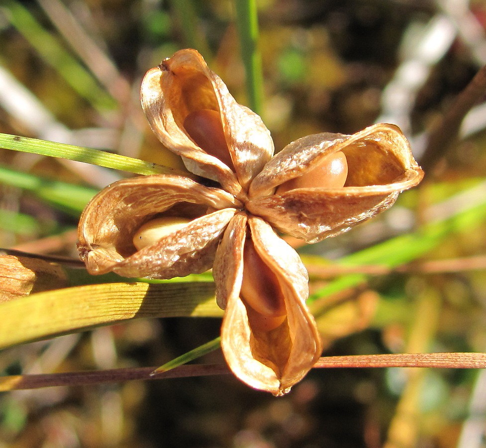 Image of Scheuchzeria palustris specimen.