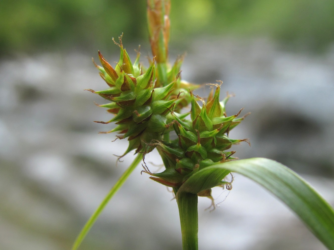 Изображение особи Carex diluta.