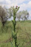 Cirsium alatum