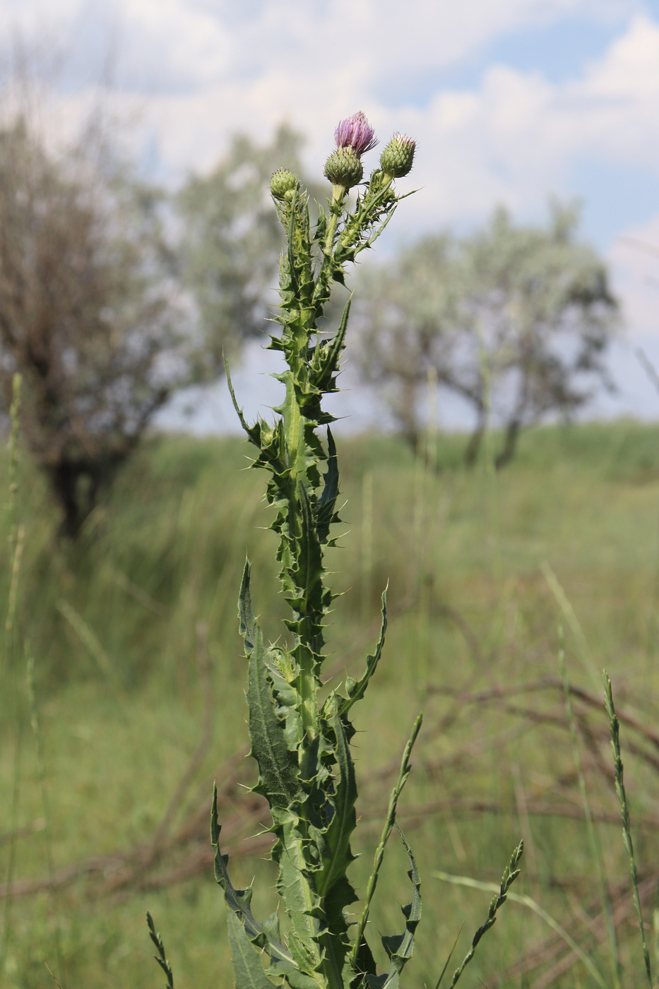 Изображение особи Cirsium alatum.