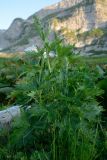 genus Delphinium. Растение с нераспустившимися соцветиями. Адыгея, Кавказский биосферный заповедник, плато Лаго-Наки, 2070 м н.у.м. 04.07.2020.