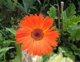 Gerbera jamesonii