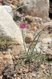 Allium kaufmannii. Цветущее растение на берегу ручья. Узбекистан, Чаткальский хр., окр. перевала Даван (Турасай) близ Арашанских озёр, каменисто-щебнистый склон. 17.07.2020.